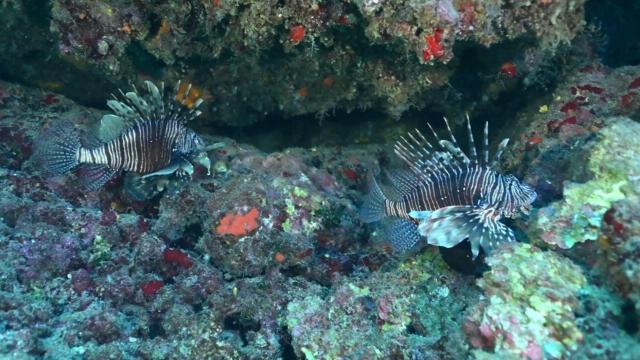 Denizlerde Aslan balığı arttı: Yerli türleri tehdit ediyor
