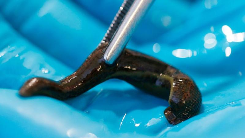 Sülüklerden ilham alınarak yeni bir cihaz geliştirildi