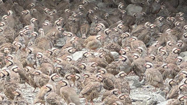 Yozgat’ta 17 yılda 208 bin kınalı keklik üretildi
