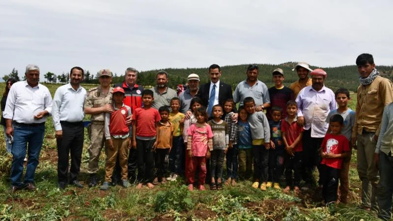 İslahiye’de 10 bin dönüm arazide bezelye hasadı sürüyor