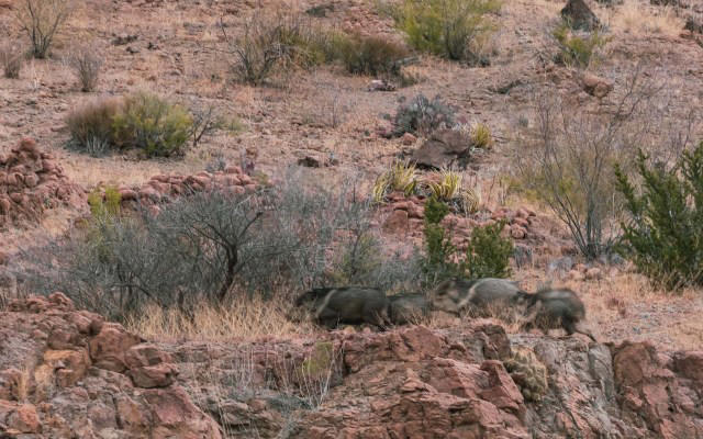 Bilim insanları artan sıcaklıkların türler üzerindeki beklenmedik yan etkisini ortaya çıkardı