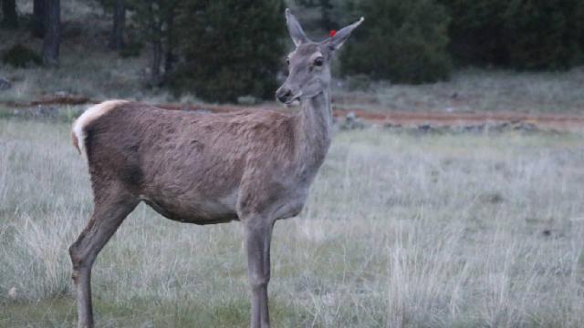Salda Gölü çevresi kızıl geyiklerin yeni yuvası oluyor