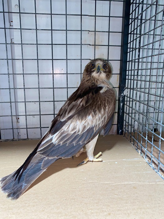 Erzurum’da bitkin bulunan küçük kartal, bakımının ardından doğaya bırakıldı