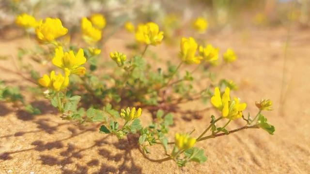 Adana’da endemik ‘çorak yoncası’ görüntülendi