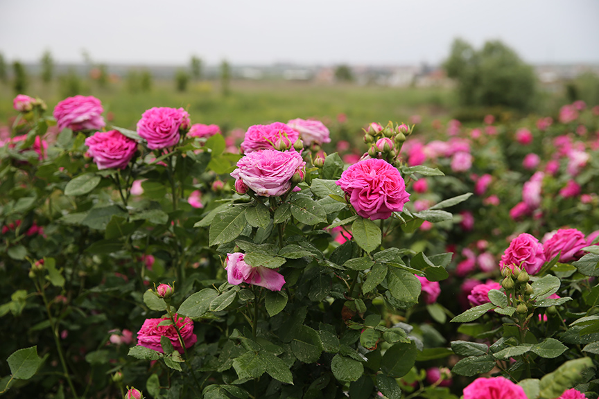 Osmanlı’nın “gül bahçesi” Edirne’de yine her yerde güller açacak