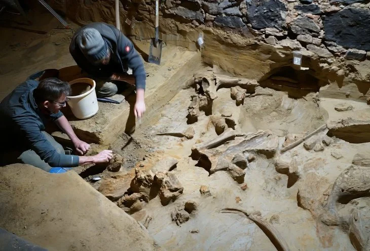 Avusturya’da Bir Şarap Mahzeninde 40.000 Yıllık Mamut Kemikleri Keşfedildi