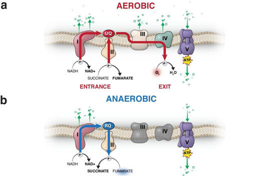 Araştırmacılar parazitleri seçici olarak öldüren doğal bileşikler ailesini keşfetti
