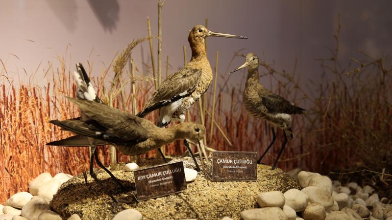 Sivas’taki müzede tabiat tarihi 3 bin örnekle anlatılıyor