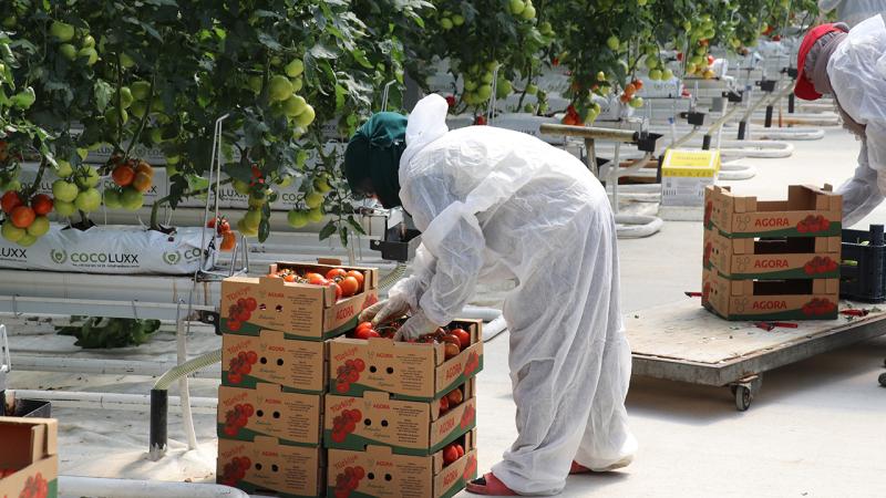 Erzincan’da jeotermal serada üretilen domatesin hasadına başlandı