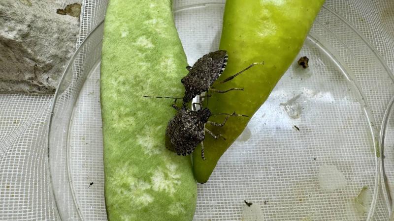 Giresun’da kahverengi kokarcayla “samuray”lı mücadele