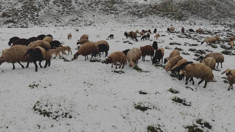 Mayıs ayında yağan kar besicilere zor anlar yaşattı