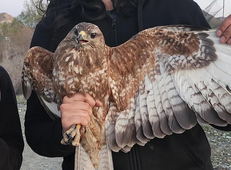 Bozkır şahini iki yıllık göç rotasında üç kıtada 48 bin 865 kilometre kanat çırptı
