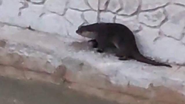 Harşit Çayı’nda su samuru, Torul’da yaban keçisi görüntülendi