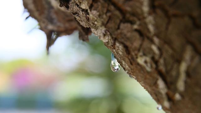 “Çeşme damla sakızı” tescillendi