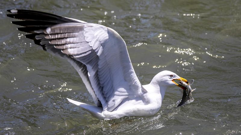 Van’da inci kefallerinin göçü festivalle tanıtılacak