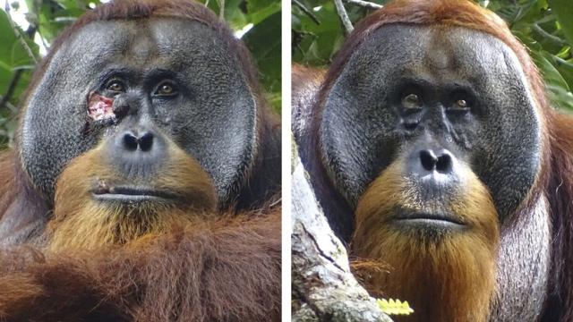 Orangutan yarasını tedavi etmek için şifalı bir bitki kullandı