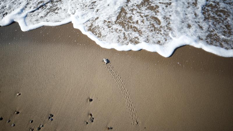 Alanya’da ters dönen caretta carettayı vatandaşlar kurtardı