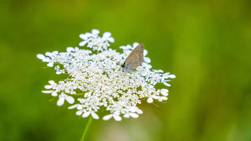 İlkokul öğretmeni 12 yıldır kelebek ve çiçekleri kayıt altına alıyor
