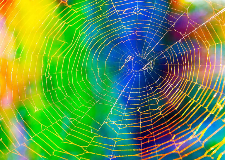 Bilim insanları dünyadaki en güçlü örümcek ipeğinin sırlarını çözmeye daha yakın