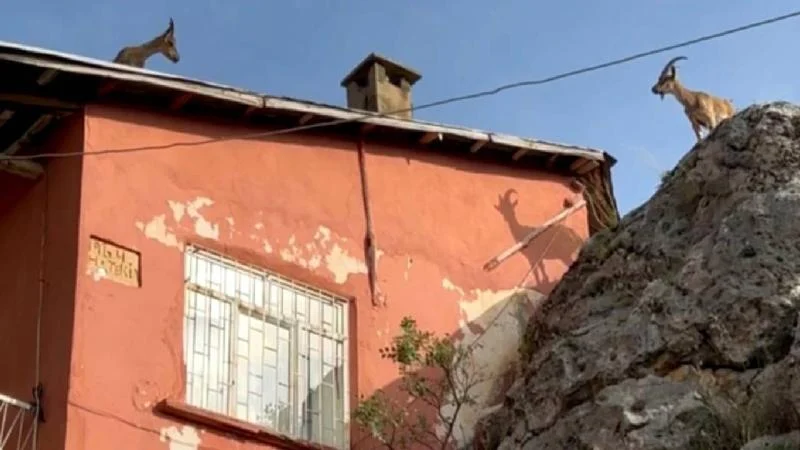 Dağ keçileri artık evlerin çatısına çıkmaya başladı