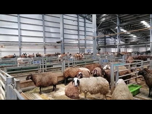 Erzurum’da Kurban Bayramı öncesi hayvan pazarında fiyatlar yükseldi