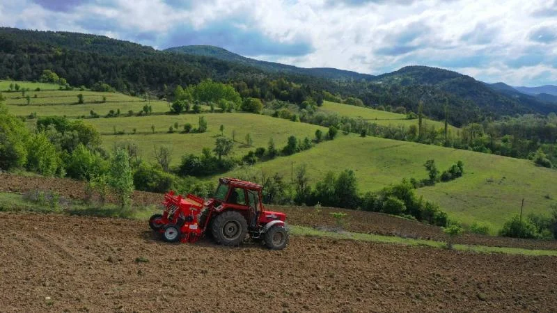 Ordu’da karabuğday üretimi için ekim yapıldı