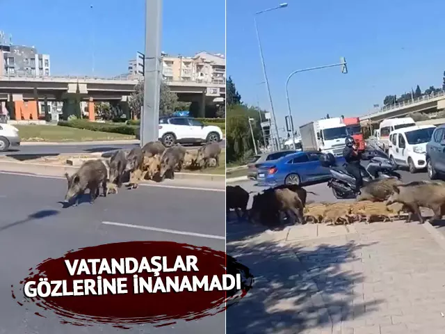 İzmir’i yaban domuzu sürüsü bastı!