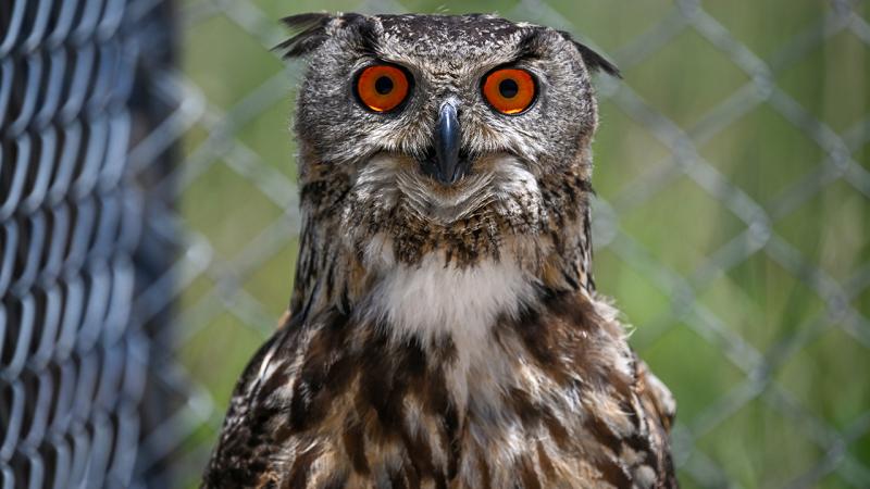 Güney Afrika’da banka hesabı açtırmak isteyen kişi baykuşunu teminat göstermek istedi