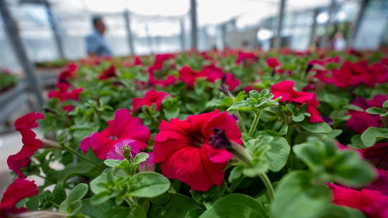 Meclis serasında üretilen çiçekler “Anneler Günü”ne hazır