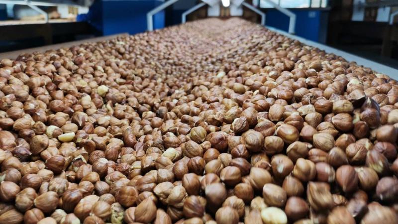 Doğu Karadeniz’den 478,8 milyon dolarlık fındık ihracatı
