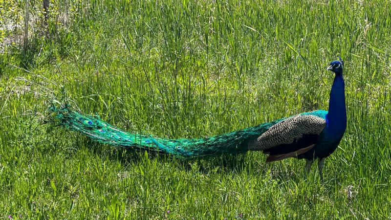 Van’da koruma altındaki tavus kuşlarının sayısının artırılması hedefleniyor