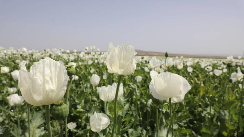 Eskişehir’de haşhaş çeşitleri için tarla günü düzenlendi