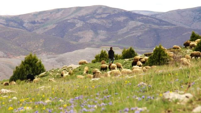 Kahramanmaraş’ta sürüler yaylalara çıkmaya başladı