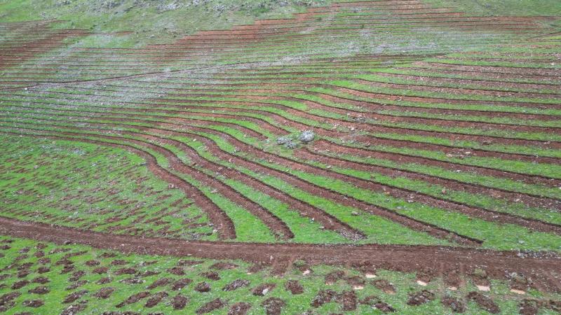 Şırnak’ta terörün bittiği dağlar 70 bin fidanla yeşillenecek