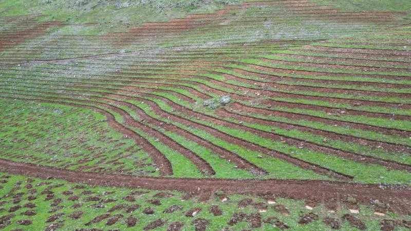 Şırnak’ta terörün bittiği dağlar 70 bin fidanla yeşillenecek