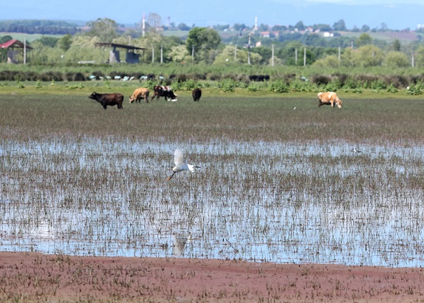 Kıyı erozyonu Kızılırmak Deltası’nın geleceğini tehdit ediyor