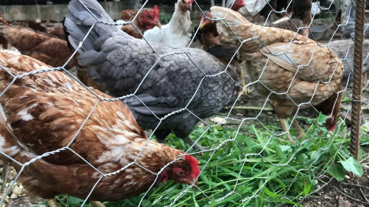 Tavuklarına klasik müzik dinleterek yumurta verimini 4’e katladı.