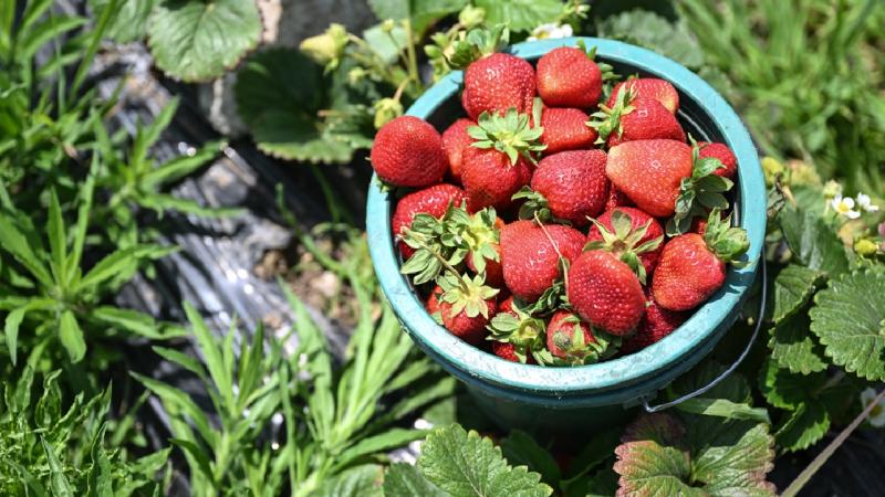 Konya’nın tescilli çileği ilçe halkının önemli geçim kaynağı oldu