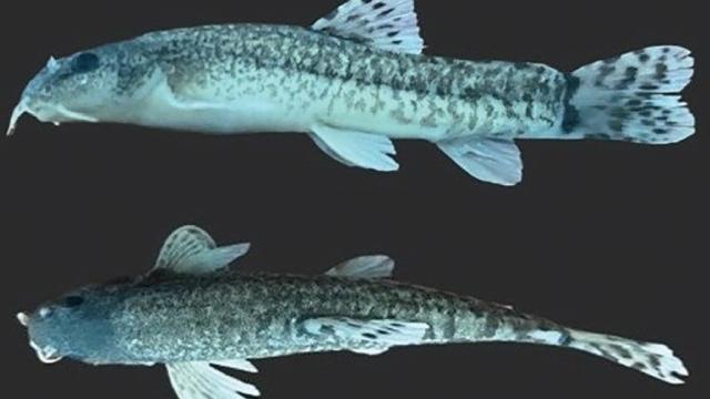 Türk bilim insanları yeni bir çöpçü balık türünü literatüre kazandırdı