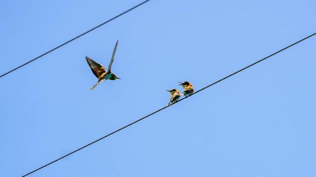 Kışı Afrika’da geçiren arı kuşları Diyarbakır’a geldi