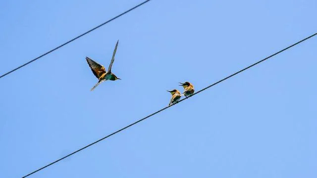 Kışı Afrika’da geçiren arı kuşları Diyarbakır’a geldi