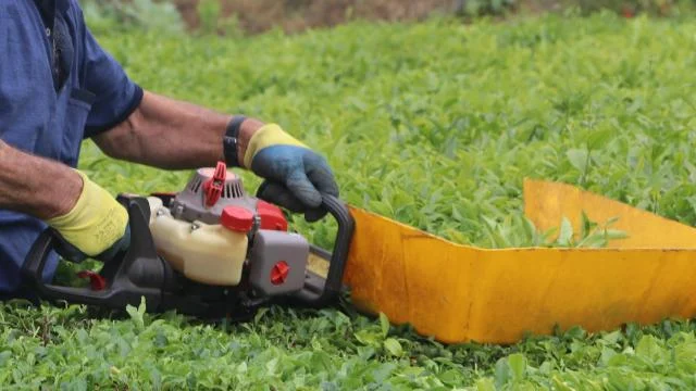 Benzinli çay toplama makinesi ile çay toplamak bu yıl da yasaklandı