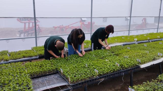 Okul bahçesindeki serada 300 bin sebze fidesi üretildi