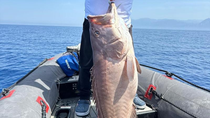 Denize açılan amatör balıkçının oltasına 40 kiloluk balık takıldı