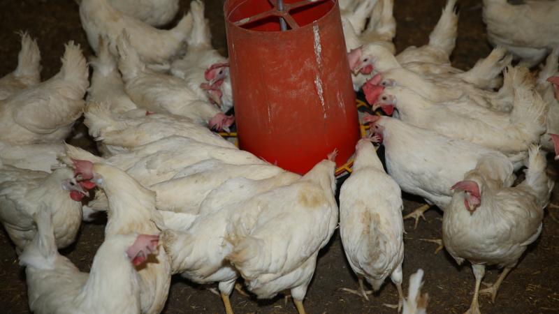 Ordu’da yıllık yumurta üretimi 40 milyonu aştı