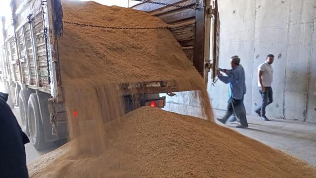 Mardin’de sezonun ilk arpa hasadı yapıldı