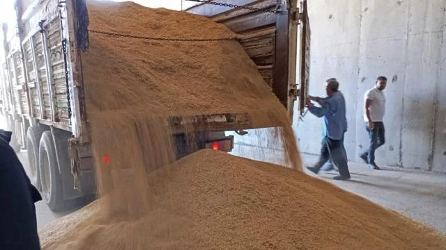 Mardin’de sezonun ilk arpa hasadı yapıldı