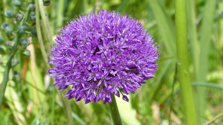 Dev soğan bitkisi toplayan İranlılara 774 bin TL ceza