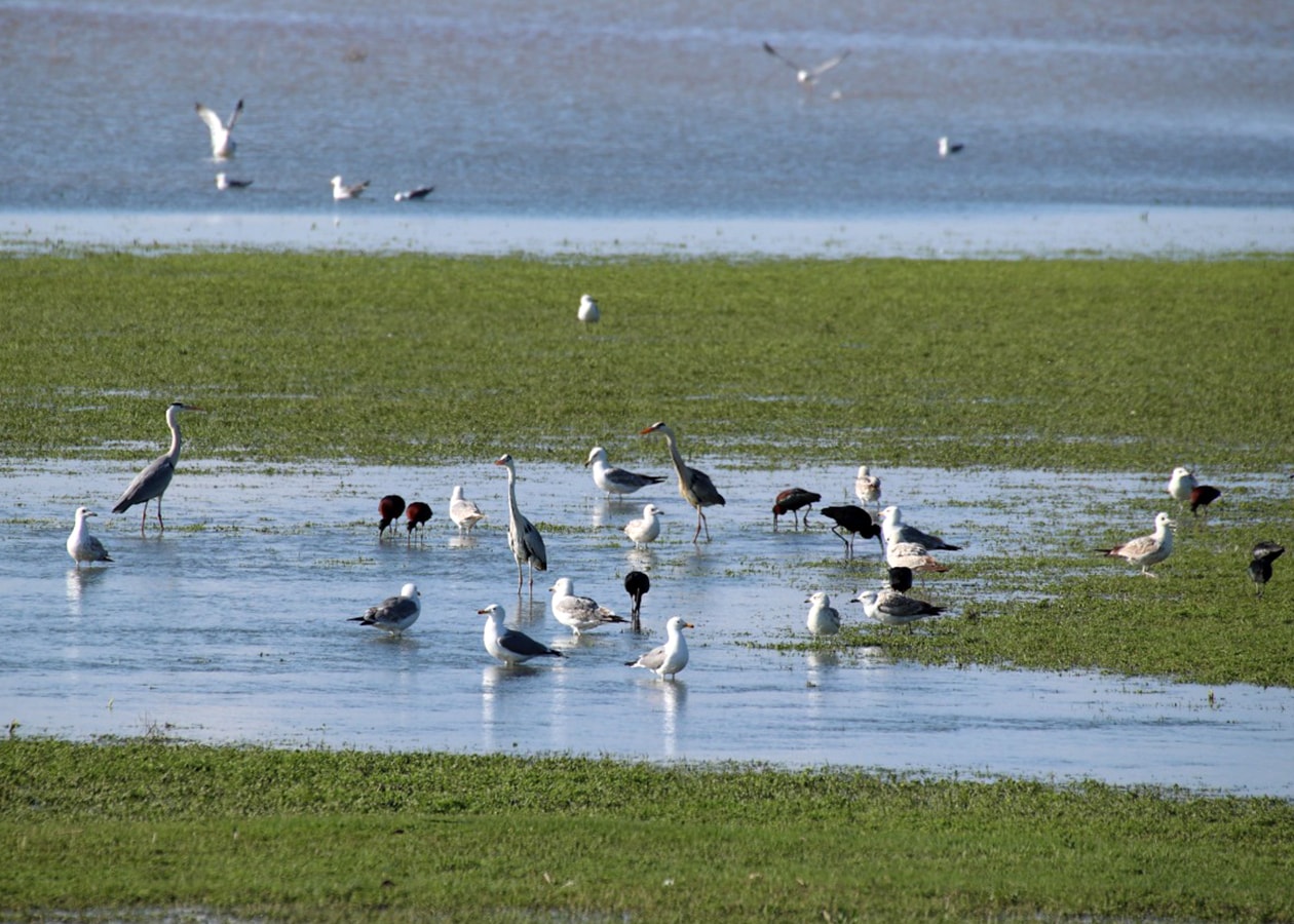 Muş Ovası toy kuşlarına da yuva oluyor