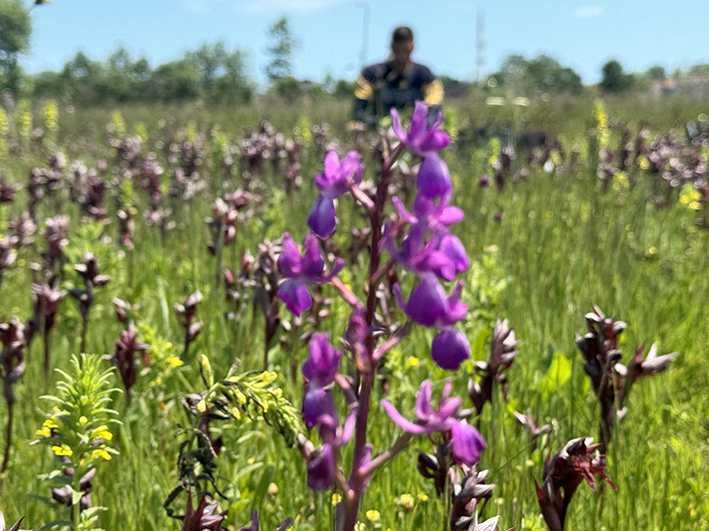 Samsun’da Yeni Bir Gelir Kapısı: Salep Orkidesi
